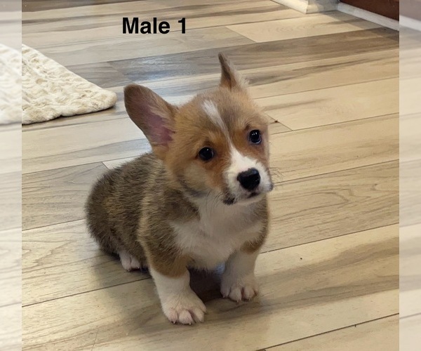 Medium Photo #2 Pembroke Welsh Corgi Puppy For Sale in GUTHRIE, KY, USA