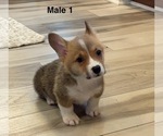 Small #1 Pembroke Welsh Corgi