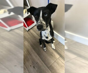 Border Collie-Unknown Mix Dogs for adoption in Redlands, CA, USA