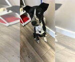 Small Border Collie Mix