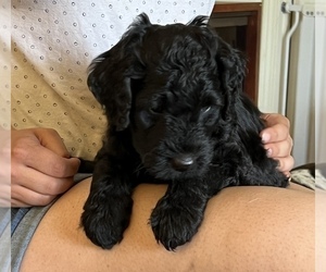Aussiedoodle Miniature Puppy for sale in LEXINGTON, GA, USA