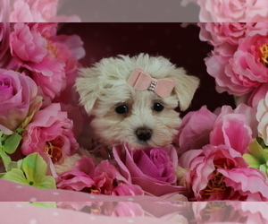 Maltese Puppy for sale in WEST PALM BEACH, FL, USA