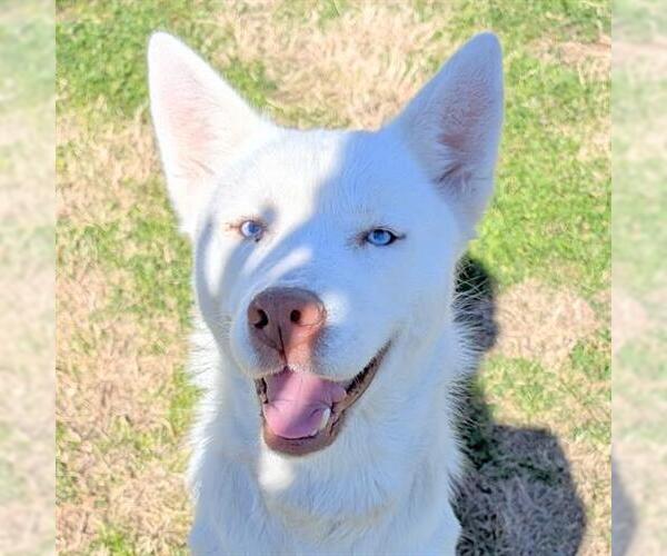 Medium Photo #2 Siberian Husky-Unknown Mix Puppy For Sale in Houston, TX, USA