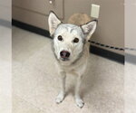 Small Siberian Husky