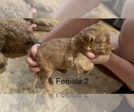Small #4 Goldendoodle