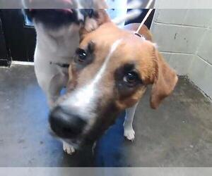 Beagle Dogs for adoption in Tulsa, OK, USA