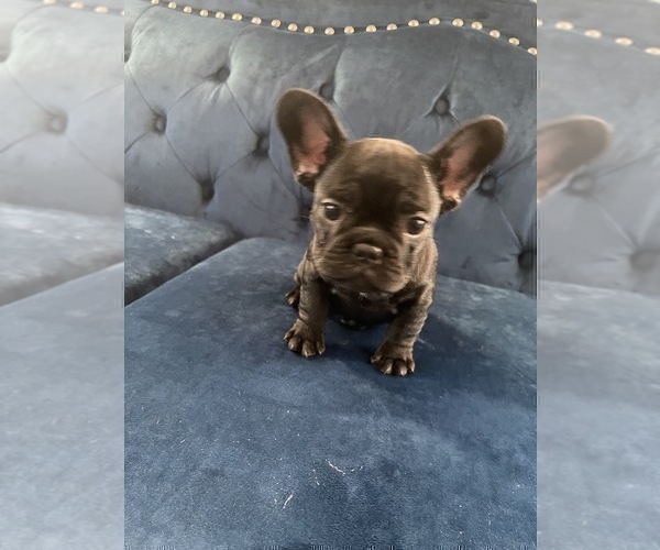 Medium Photo #21 French Bulldog Puppy For Sale in SOUTHLAKE, TX, USA