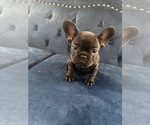 Small Photo #21 French Bulldog Puppy For Sale in SOUTHLAKE, TX, USA