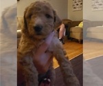 Small Photo #3 Poodle (Miniature) Puppy For Sale in PENSACOLA, FL, USA