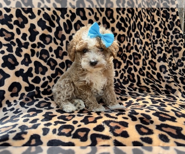 Medium Photo #7 Cockapoo (Miniature) Puppy For Sale in LAKELAND, FL, USA