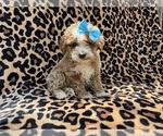 Small #6 Cockapoo (Miniature)