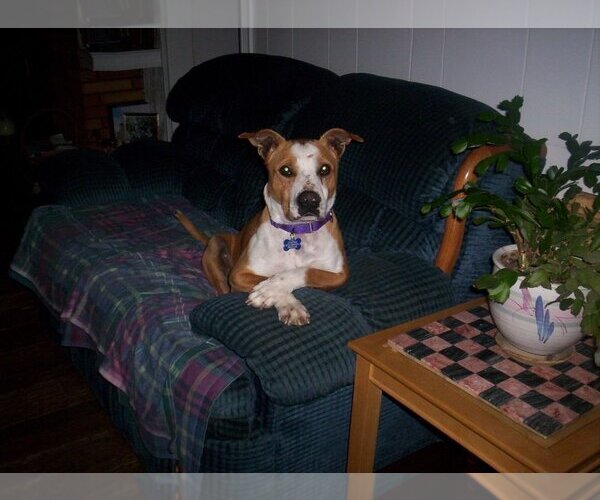 Medium Photo #2 American Pit Bull Terrier-Unknown Mix Puppy For Sale in Calgary, Alberta, Canada
