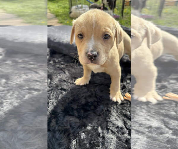 Medium Photo #6 American Pit Bull Terrier-Labrador Retriever Mix Puppy For Sale in Holly Springs, NC, USA