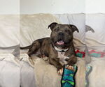 Small #12 American Bulldog Mix