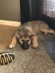 Small Photo #27 German Shepherd Dog Puppy For Sale in BARTLETTSVILLE, IN, USA