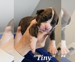Puppy Tiny Boxer