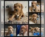 Small Photo #3 Goldendoodle (Miniature) Puppy For Sale in ALTON, IL, USA