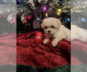Maltipoo-Yorkshire Terrier Mix Puppy for sale in BENSON, NC, USA