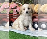 Small #4 Bichpoo-Cavalier King Charles Spaniel Mix