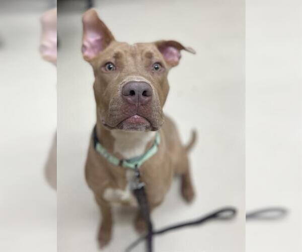 Medium Photo #1 American Pit Bull Terrier Puppy For Sale in Center Township, PA, USA