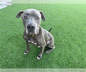 Mutt Dogs for adoption in Grand Prairie, TX, USA