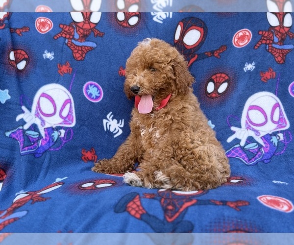 Medium Photo #8 Goldendoodle (Miniature) Puppy For Sale in LAKELAND, FL, USA
