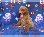 Felix - Male Goldendoodle (Miniature) Puppy for Sale - Photo #8