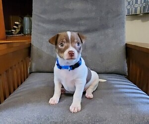 Chihuahua Puppy for sale in MOUNT AIRY, NC, USA
