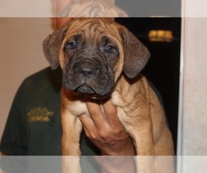 Cane Corso Puppy for Sale in CLARKSVILLE, Tennessee USA