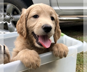 Goldendoodle Puppy for sale in HARTLEY, IA, USA