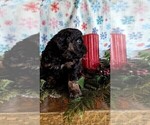 Small #3 Cavapoo-Poodle (Miniature) Mix