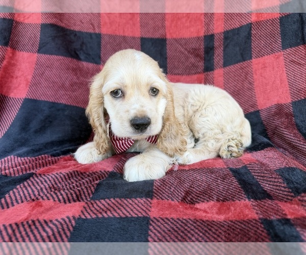 Medium Photo #3 Cocker Spaniel Puppy For Sale in LAKELAND, FL, USA