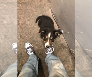 Father of the Australian Shepherd puppies born on 08/10/2026