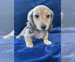 Small #6 Dachshund