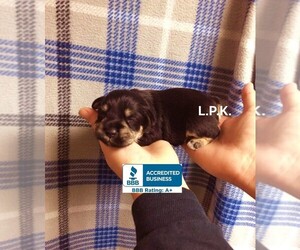 Schnauzer (Miniature) Puppy for sale in WINNSBORO, LA, USA
