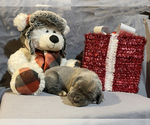 Puppy Pink Girl Neapolitan Mastiff