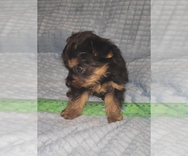 Medium Photo #182 Yorkshire Terrier Puppy For Sale in AKRON, OH, USA