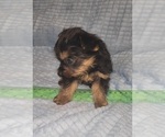 Small Photo #243 Yorkshire Terrier Puppy For Sale in AKRON, OH, USA
