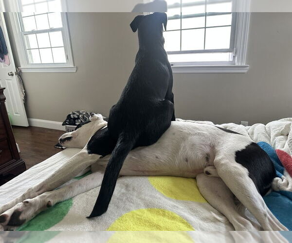 Medium Photo #12 American Pit Bull Terrier-Labrador Retriever Mix Puppy For Sale in Brewster, NY, USA