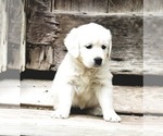 Small Photo #3 English Cream Golden Retriever Puppy For Sale in PRINCETON, WV, USA