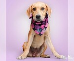 Small #3 Labrador Retriever-Retriever  Mix