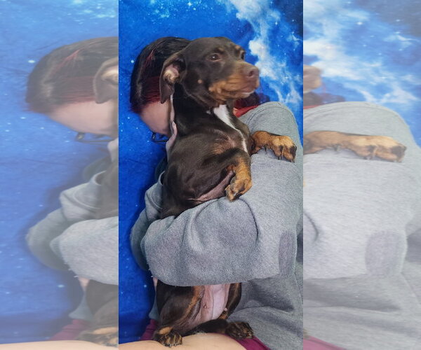 Medium Photo #2 Chiweenie Puppy For Sale in Wetumpka, AL, USA
