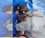 Small #1 Chiweenie