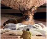 Small #3 Mutt