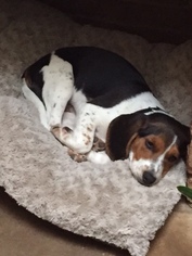Beagle Puppy for sale in CHARLOTTE, NC, USA