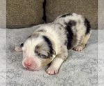 Puppy 2 Australian Shepherd