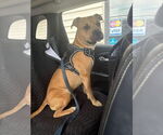 Small #4 American Pit Bull Terrier Mix