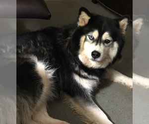 Mother of the Siberian Husky puppies born on 12/10/2019