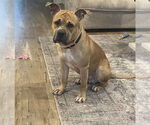 Small #4 Bullboxer Pit
