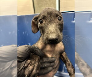 Labrador Retriever-Unknown Mix Dogs for adoption in Corpus Christi, TX, USA